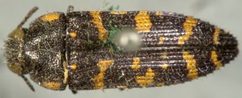 Media type: image;   Entomology 8022 Aspect: habitus dorsal view